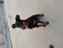 Lottie, Doberman cross Rottweiler, female, 6 months old, black and tan, short hair, large.