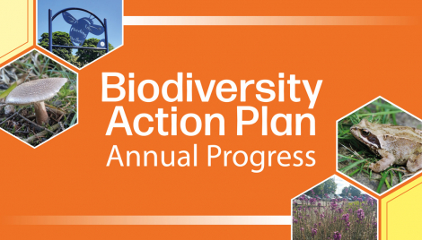 Further biodiversity progress in city set out Image Further biodiversity progress in city set out Image