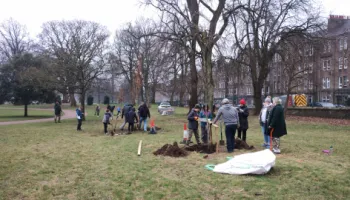 Plantings replace storm-affected trees Image
