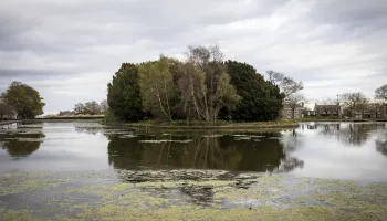 Blue-green algae warning at Stobsmuir Ponds Image