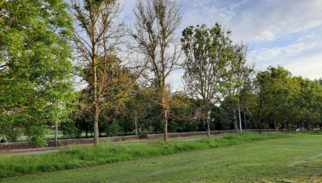Ash Dieback works Image