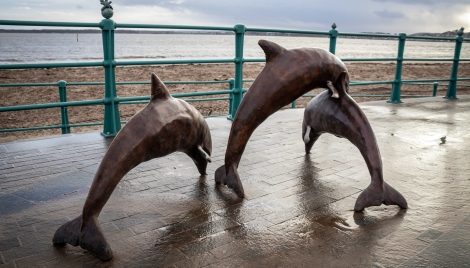 Name a Broughty Ferry Dolphin Image