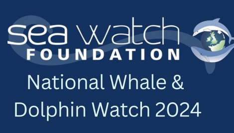 National Whale and Dolphin Watch 2024 Image