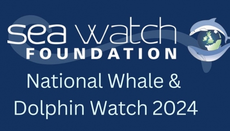 National Whale and Dolphin Watch 2024 Image National Whale and Dolphin Watch 2024 Image