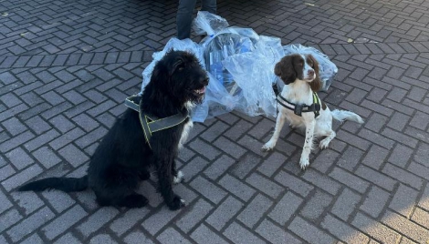 Crimebusting Canines Foil Fake Tobacco Sales Image Crimebusting Canines Foil Fake Tobacco Sales Image