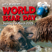 World Bear Day 2025 image