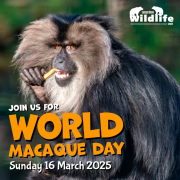 World Macaque Day 2025 image