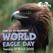 World Eagle Day 2025 image