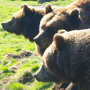 Happy Bears Day at Camperdown Wildlife Centre! image Happy Bears Day at Camperdown Wildlife Centre! image