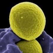    Your Immune System with Roddie McKenzie image